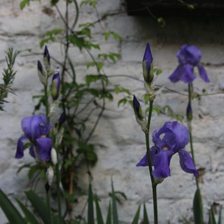 B&B Les Iris Брюссель Экстерьер фото